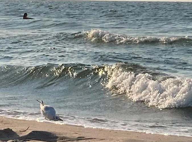 Lawendowe Wzgórze *